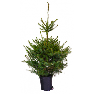 Kerstboom echt Picea Omoria in Pot 100/125