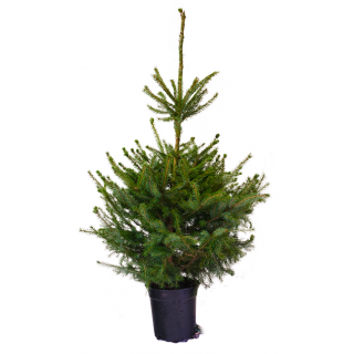 Kerstboom (Picea omorika) in Pot - H120cm