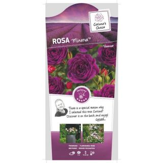 Rosa Trosroos 'Minerva'®
