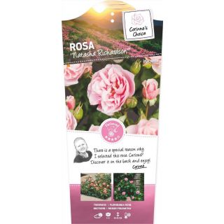 Rosa Trosroos 'Natasha Richardson'®