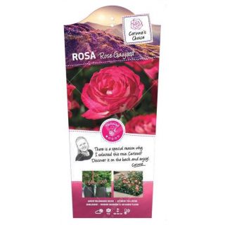 Rosa Struikroos 'Rose Gaujard'