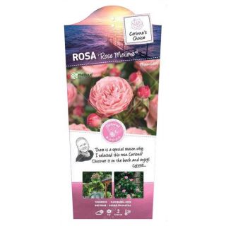 Rosa Trosroos 'Rose Meilove'®