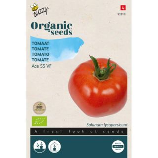Solanum lycopersicum Tomaat - Ace 55 VF (Bio)