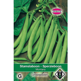 Phaseolus vulgaris Stamslaboon - Modesto Zaden Van Hemert en Co
