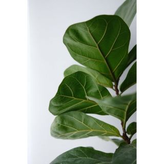 Ficus Lyrata Vioolbladplant P 24
