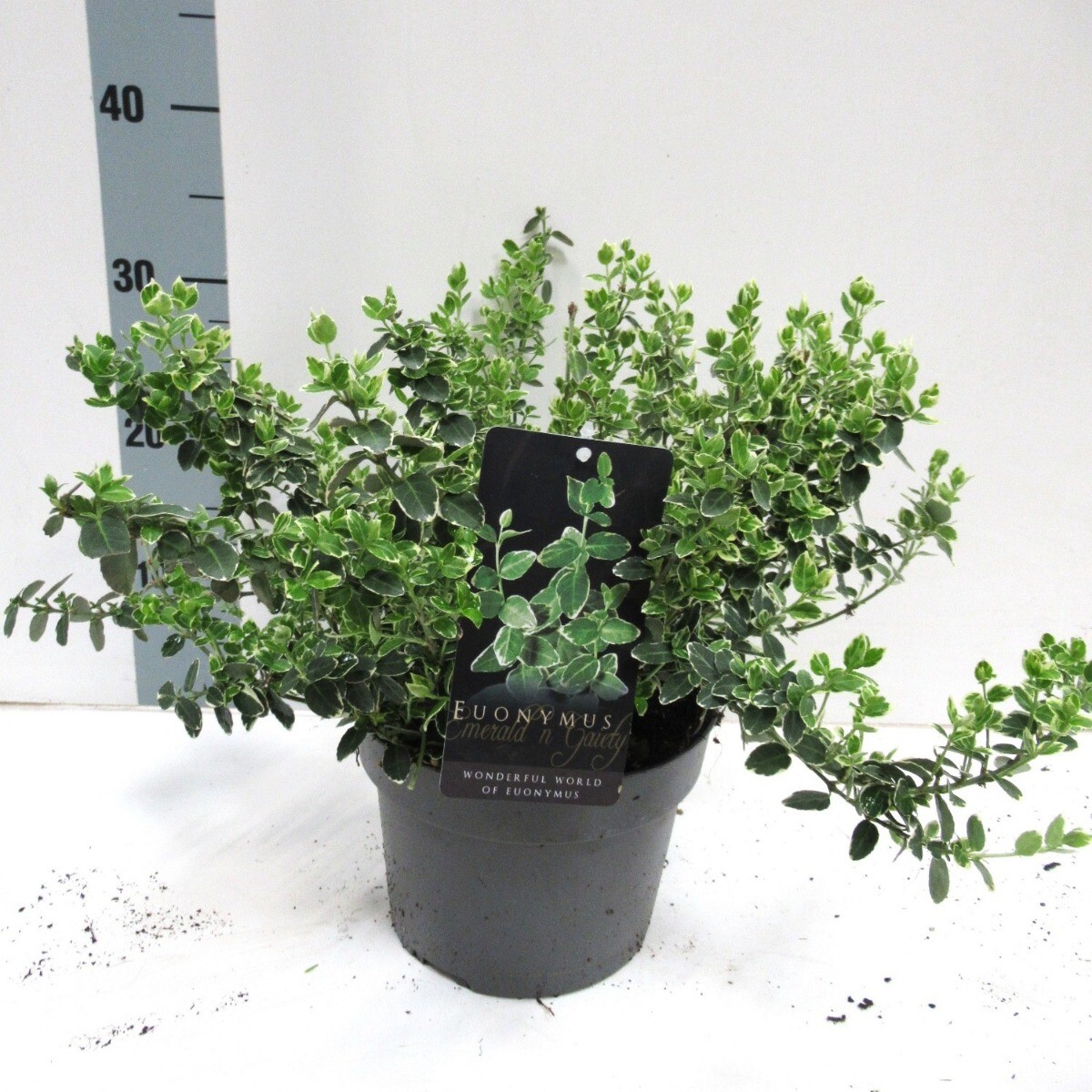 Japanse Kardinaalsmuts Euonymus fortunei Emerald Gaiety