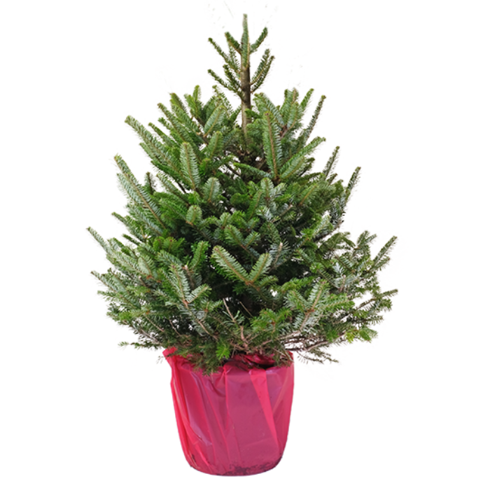 Echte groene kerstboom Abies Fraseri in pot met rode zak H 150 - 175