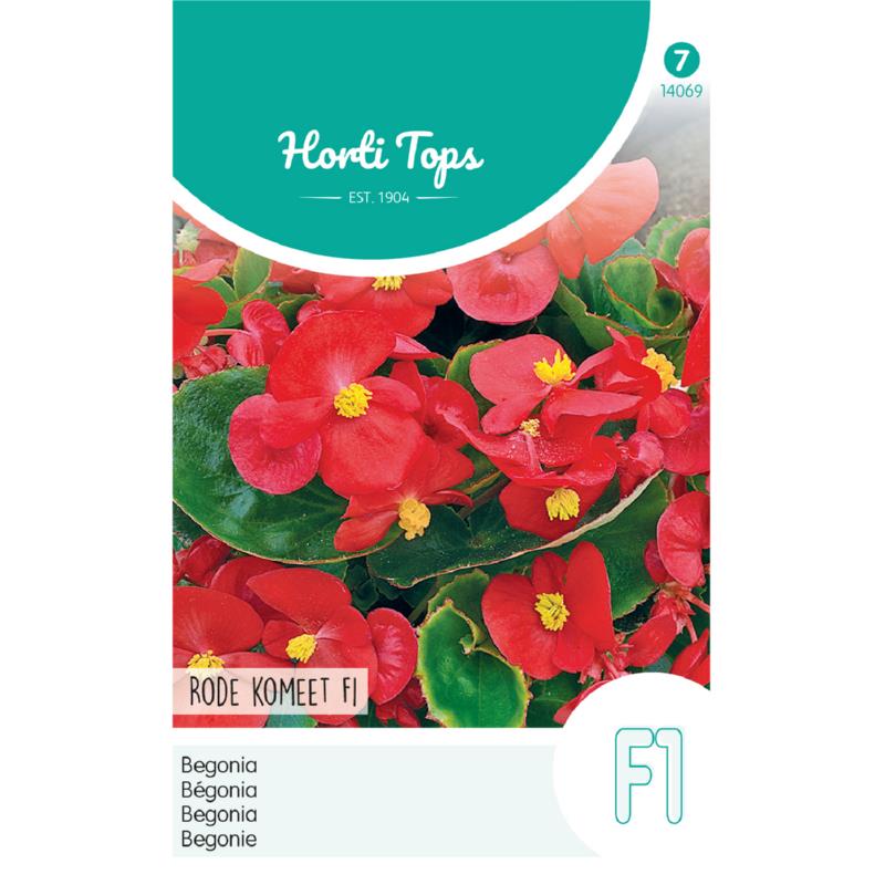 Begonia - F1 Rode Komeet