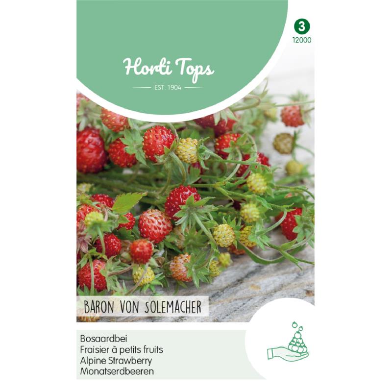 Fragaria vesca Bosaardbei - Baron von Solemacher