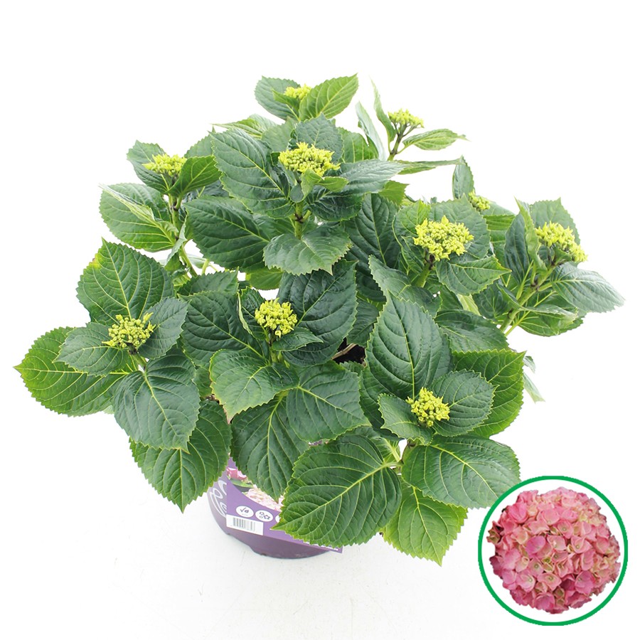 Hortensia Hydrangea Macrophylla Forever & Ever® Roze