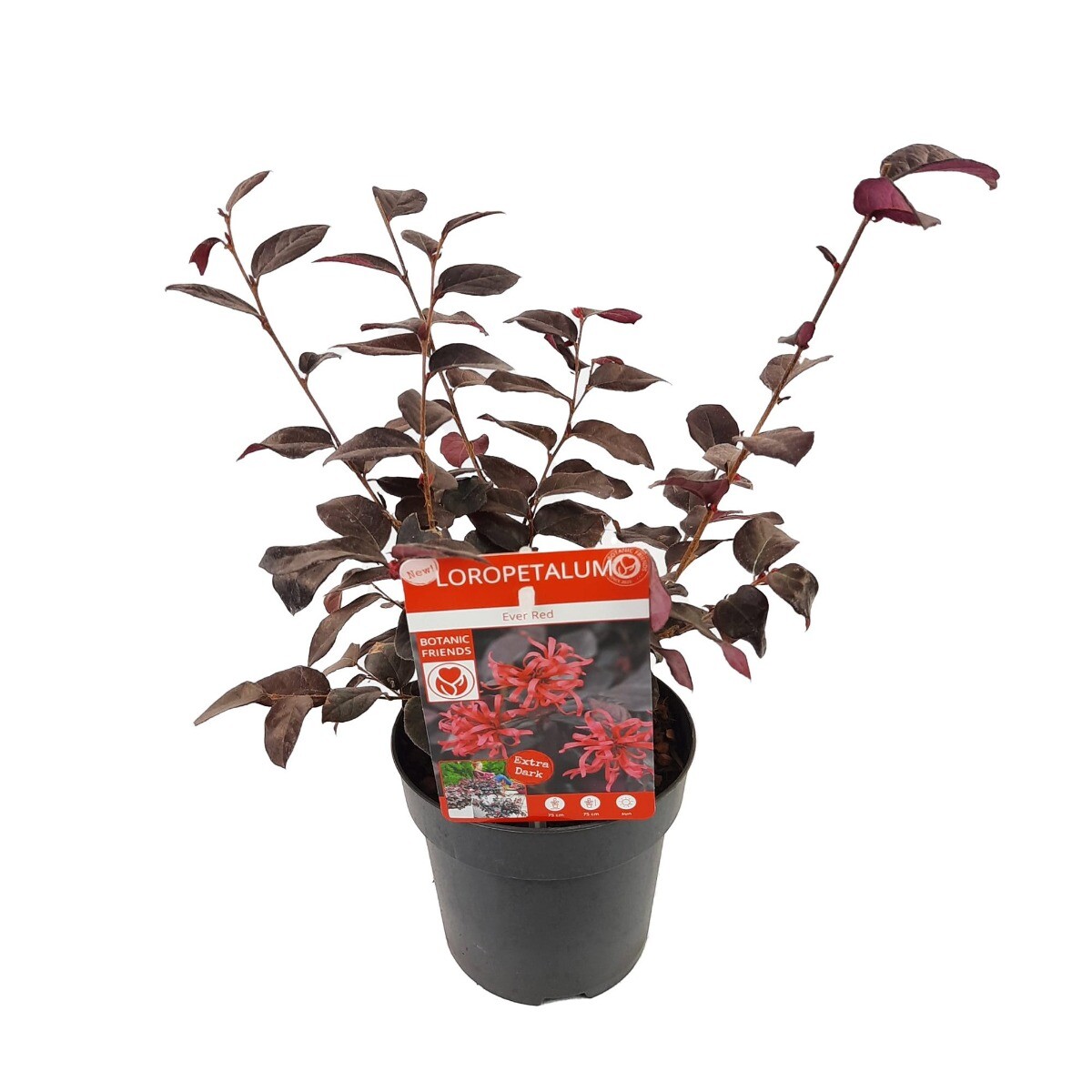 Heksenstruik Loropetalum Chin. 'Ever Red'