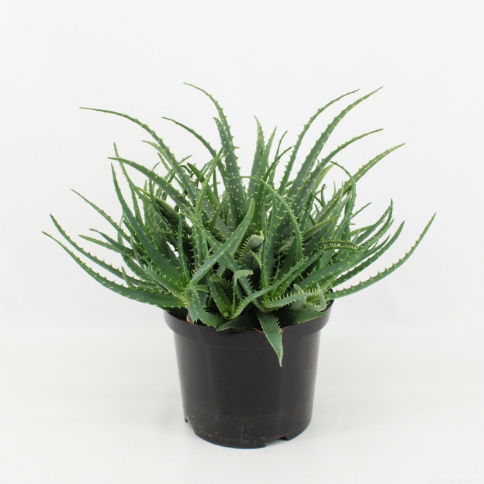 Kamerplant Vetplant 