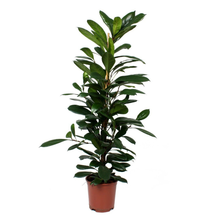 Rubberboom Ficus Cyathistipula P21cm Tuinland