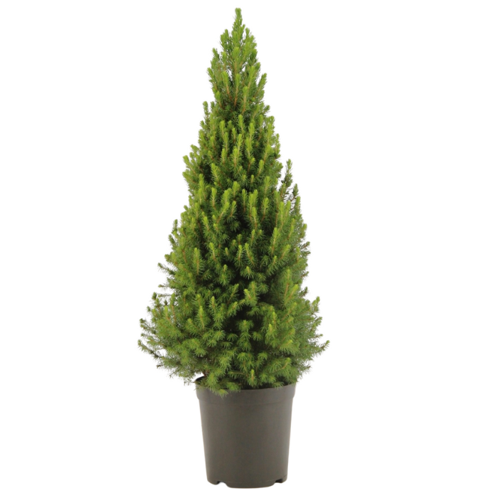 Groene dwergspar Picea glauca Conica in zwarte pot H 80 cm