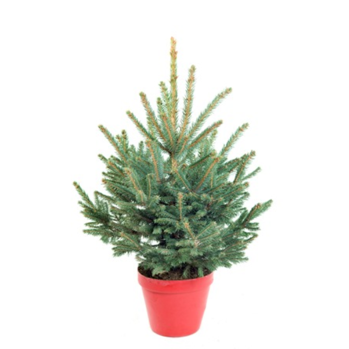 Groene kerstboom Picea Pungens glauca in rode pot