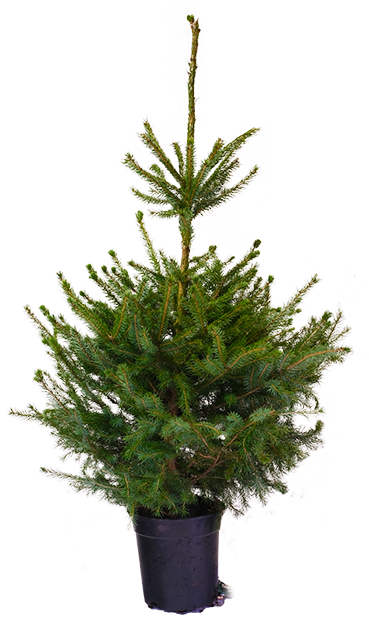 Kerstboom echt Picea Omoria in Pot 100/125