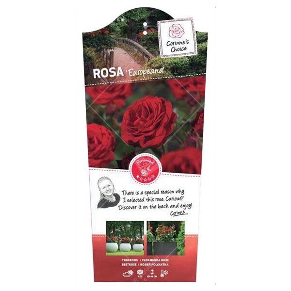 Rosa Trosroos 'Europeana'