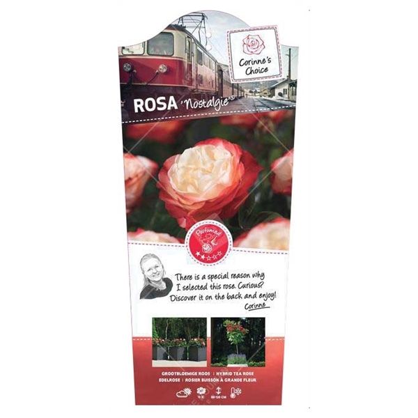 Rosa Struikroos 'Nostalgie'®