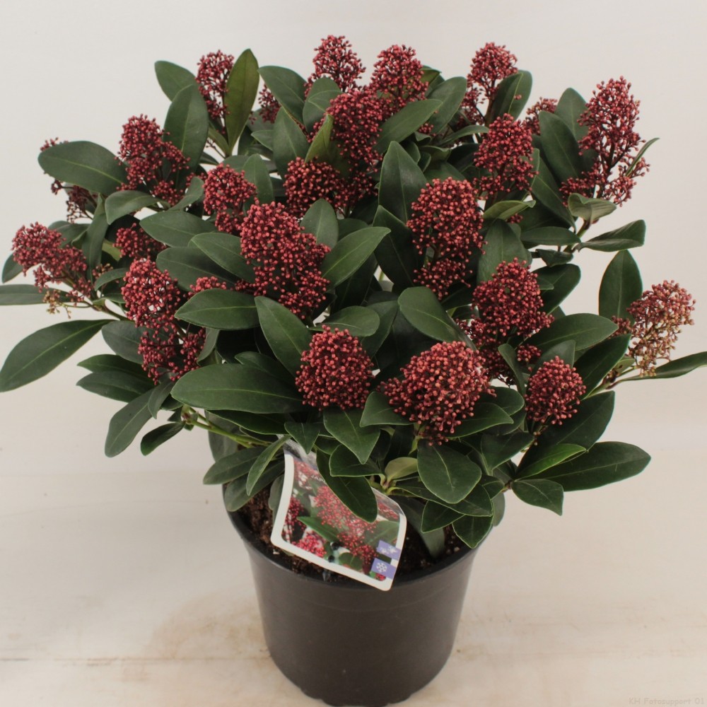 Skimmia