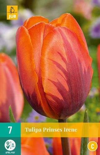 tulp bloemollen