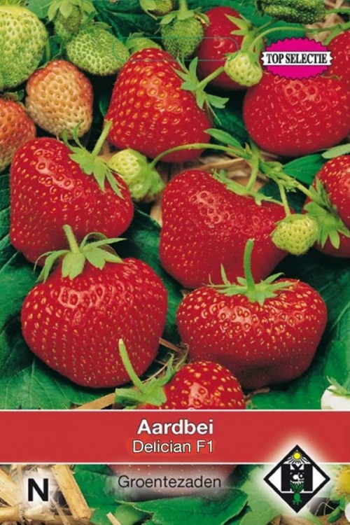 Fragaria x ananassa Aardbei 'Delician F1'