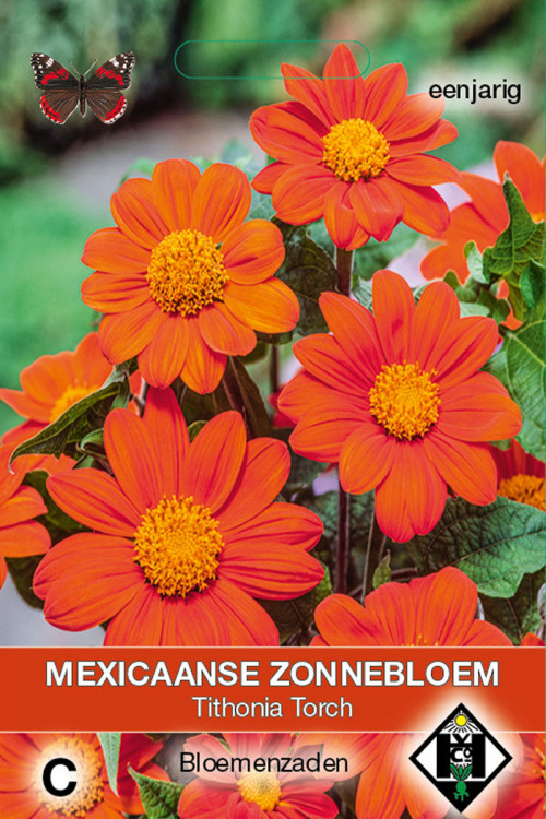 Zonnebloem - Mexicaans Torch