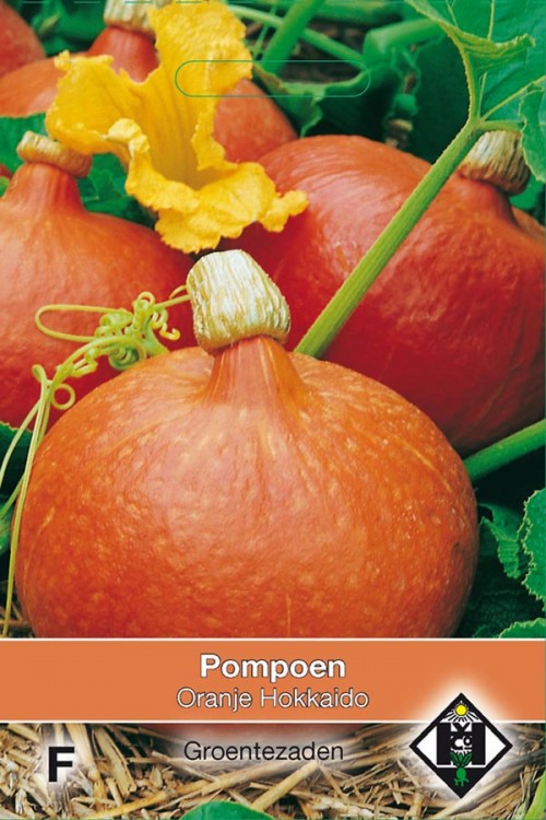 Pompoen - Oranje Hokkaido