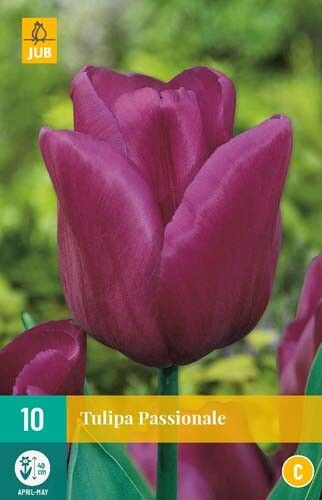 Tulips Passionale