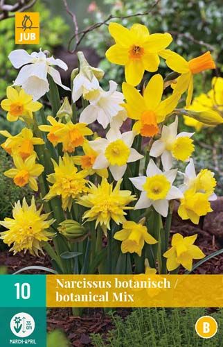 Narcis Botanisch Mix - 10 Bollen