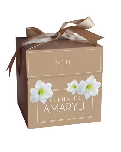 Fleur d'Amaryll - Wit - 1 Bol