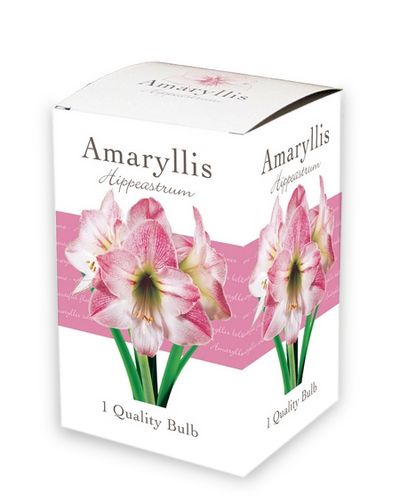 Amaryllis - Rozewit - 1 Bol