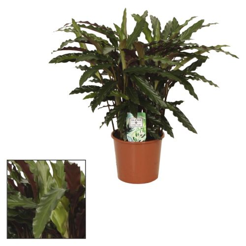 Pauwenplant Calathea Rufibarba Elgergrass P17cm Tuinland