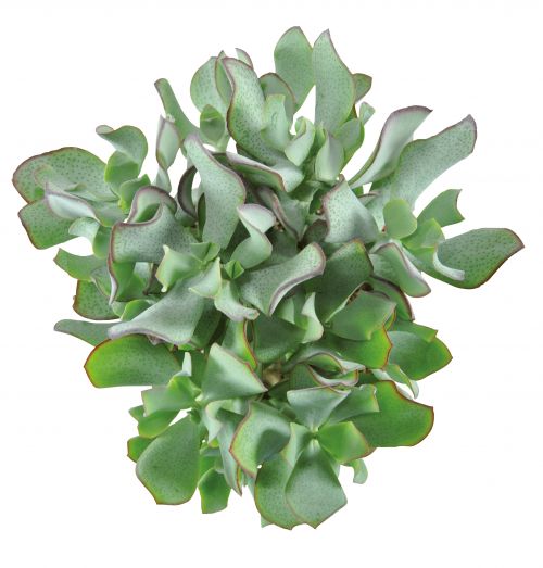 Jadeplant