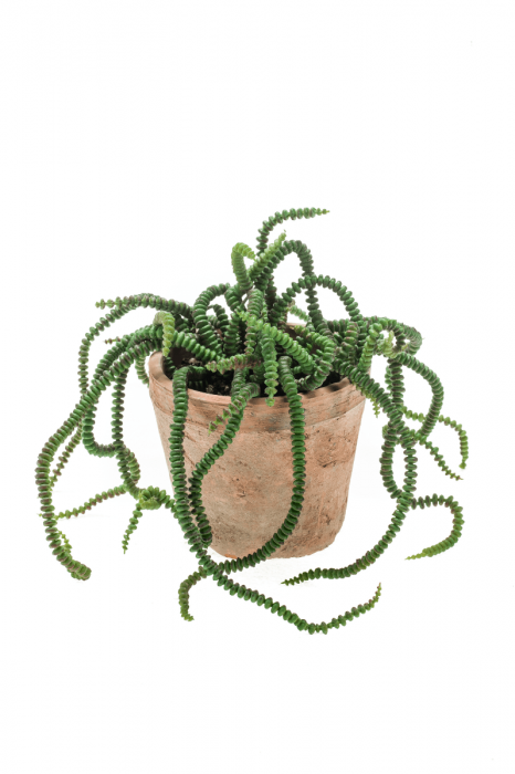 Kunstplant Vetplant Crassula H 30 cm Tuinland