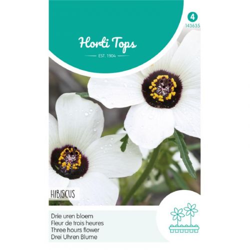 Hibiscus - Drie Uren Bloem