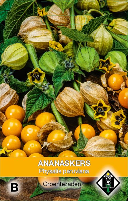 Ananaskers of Kaapse Kruisbes Physalis periviana Voorkant