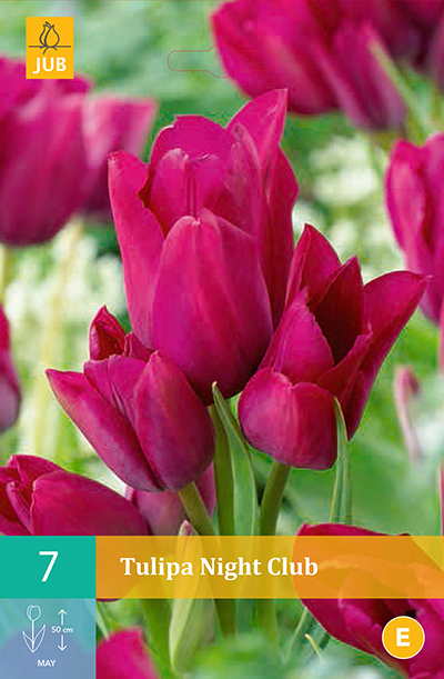 bloembollen tulipa night club