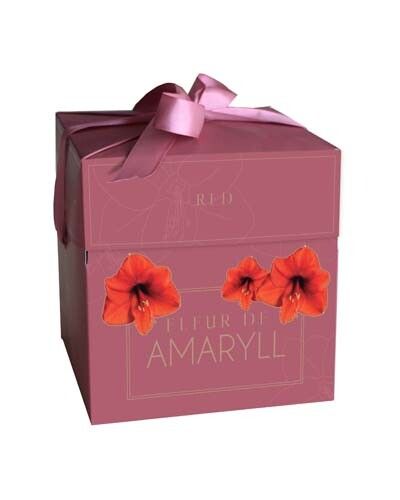 Fleur d'Amaryll Bol