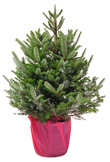 Kerstboom echt Abies Fraseri in Pot met Rode Zak H100-125