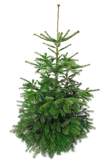 Kerstboom Nordmannspar (Abies nordmanniana) Gezaagd - H120/160