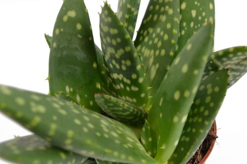 Aloe Paradisicum vetplant 10.5 cm Tuinland