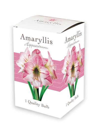 Amaryllis Bol