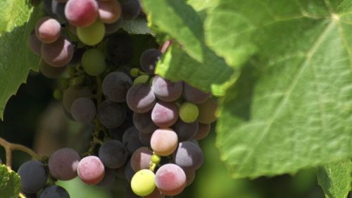 Vitis vinifera Isabella Donkerpaarse Wijn Druif (geënt)