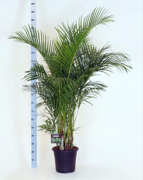 Dypsis Lutescens Areca Goudpalm P32 cm H170 cm Palm