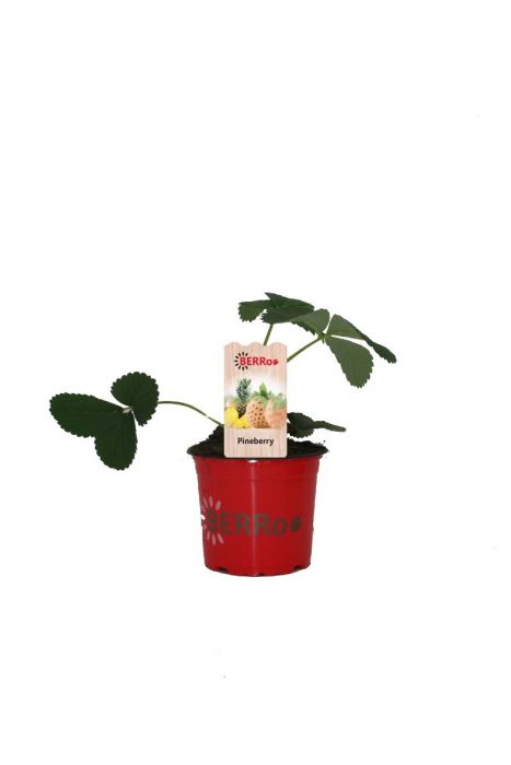 Fragaria Pineberry Aardbeienplant