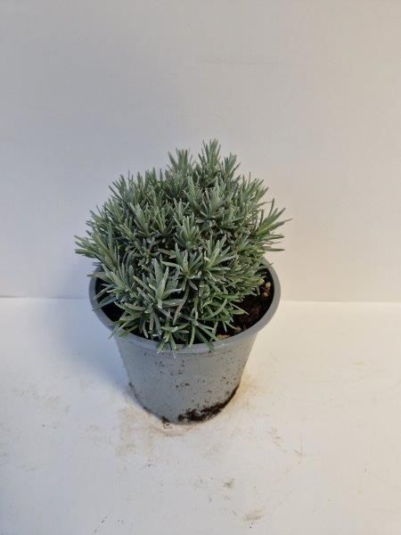 Helichrysum italicum Kerrieplant Kruidenplant Kruiden potmaat 14 cm Tuinland