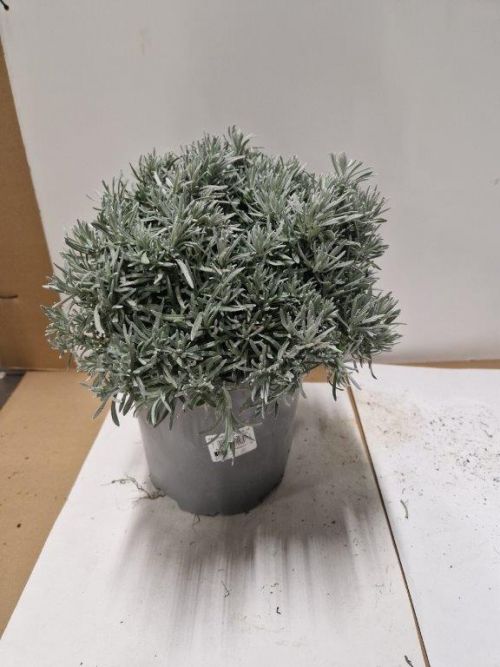 Kerrieplant Helichrysum italicum P19cm Kruidenplant Tuinland