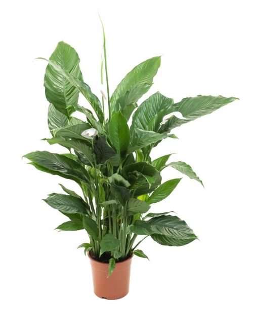 Lepelplant Spathiphyllum 'Sweet Lauretta'