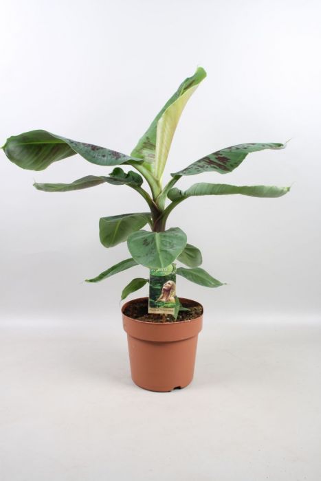 Musa Dwarf Cavendish P17 cm Bananenplant