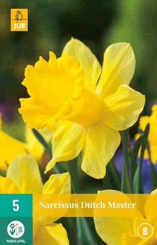 Narcis 'Dutch Master' Narcissus Geel